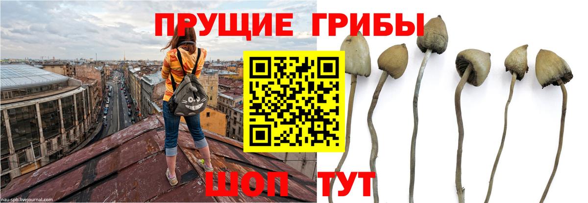 Галлюциногенные грибы GOLDEN TEACHER  Вход с VPN  купить наркотики сайты  Большой Камень 